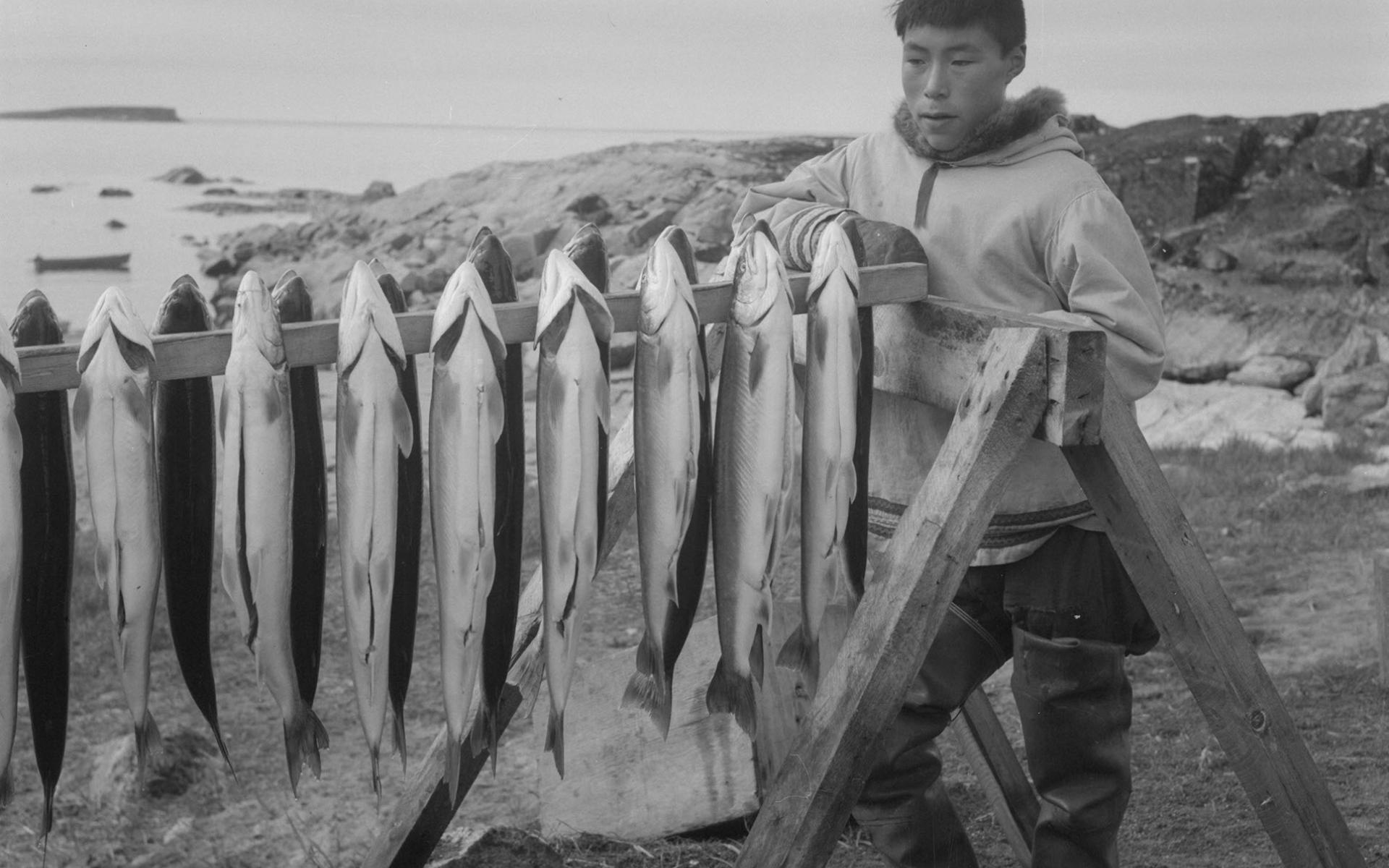 Inuit man standing beside a rack of Arctic char